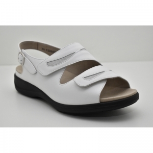 LIA-73113 wit